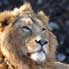 Radja, König der Loewe